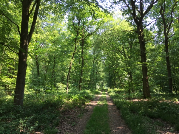 Forêt domaniale de La Londe - Rouvray, chemin en direction de la Maredote.